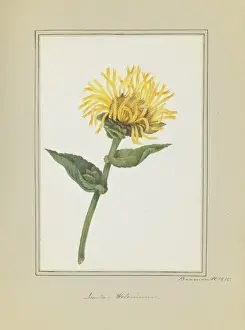 Angiosperm Illustrations Prints: Inula helenium, elecampane
