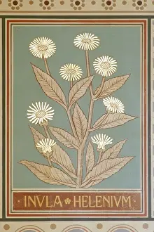 Inula Helenium Prints: Inula helenium, elfwort