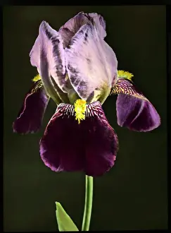 Iridaceae Family Prints: Iris Bruno (Tall Bearded Iris)