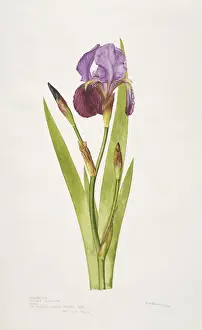 Bearded Iris Prints: Iris germanica, bearded iris