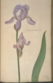 Monocotyledonous Flowers Prints: Iris maxima, iris