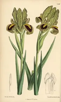 Curtis Botanical Magazine Prints: Iris meda, native of Persia
