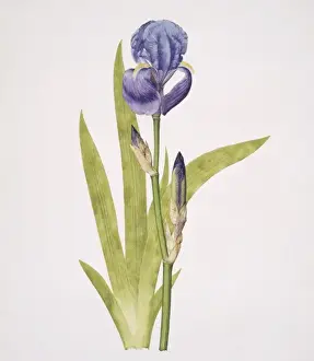 Iris pallida, Bearded Iris Watercolour Print, 1920