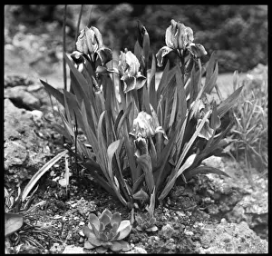 Dwarf Iris Prints: Iris Pumila (Dwarf Iris)