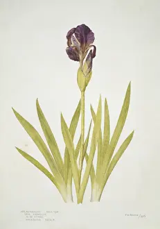 Print of Iris reichenbachii, a small bearded alpine iris in watercolour
