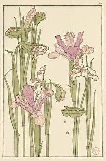 Iris Seed Pods Decorative Flower Study Print, 1897
