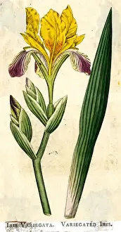 Variegata Prints: Early 19th century Print of Variegated Iris