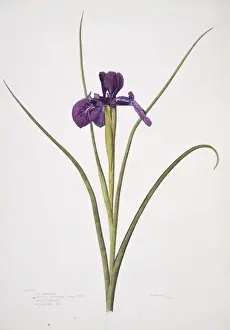 Iridaceae Plant Prints: Iris xiphioides, English iris