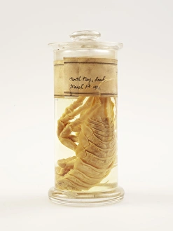 Isopod, Glyptonotus antarcticus Isopod, Glyptonotus antarcticus