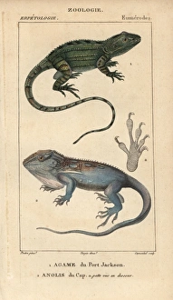 Jacky lashtail, Amphibolurus muricatus