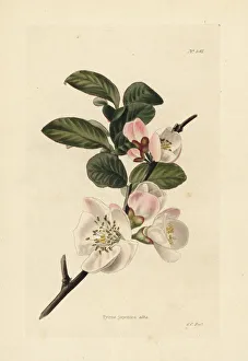 Japanese quince blossom, Chaenomeles japonica Japanese quince blossom, Chaenomeles japonica