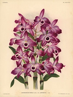 Jaspideum variety of Dendrobium nobile orchid Jaspideum variety of Dendrobium nobile orchid