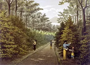 Food And Drink Industry Prints: Java Coffee Plantation