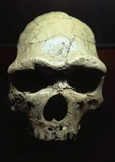 Java Man Print: Early Human Fossils, Paleolithic Era