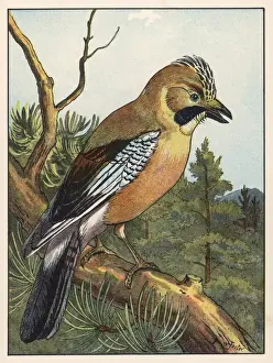 Woodland Birds UK Prints: Jay (Foster)