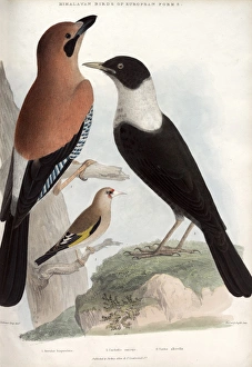 Jay, Goldfinch and White-throated thrush Jay, Goldfinch and White-throated thrush