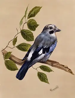 Malcolm Greensmith Artwork Prints: A Jay on a perch