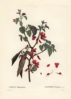 Judas tree, Cercis siliquastrum Judas tree, Cercis siliquastrum