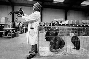 Judge with exhibit at poultry show, Staffordshire, England Judge with exhibit at poultry show, Staffordshire, England