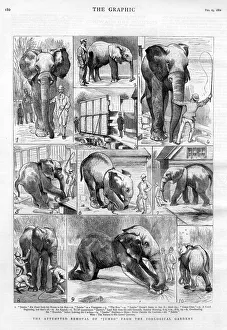 Jumbo the elephant: his attempted removal Jumbo the elephant: his attempted removal