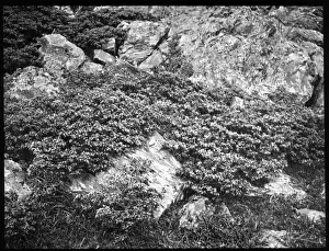 Historical Flora Images Prints: Juniperus Communis (Common Juniper)