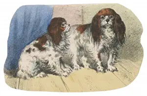 King Charles Spaniel Prints: K C Spaniel Scrap