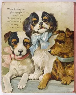 Terrier Breeds Prints: K C Spaniel and Terriers