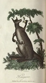 Australian Wildlife Illustrations Prints: Kangaroo