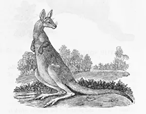 18th Century Illustrations Prints: Kangaroo (Bewick)