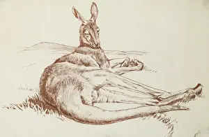 Raymond Sheppard Artwork Prints: Kangeroo
