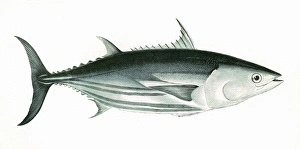 Katsuwonus pelamis, or Skipjack tuna Katsuwonus pelamis, or Skipjack tuna