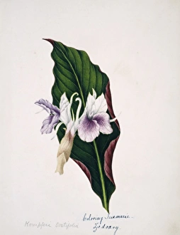 Kempferi ovatifolia, colouring turmeric Kempferi ovatifolia, colouring turmeric
