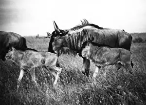 African Antelope Images Prints: Kenyan Wildebeest / Gnu