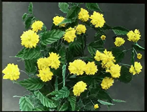 Kerria Japonica (Japanese Yellow Rose) Kerria Japonica (Japanese Yellow Rose)