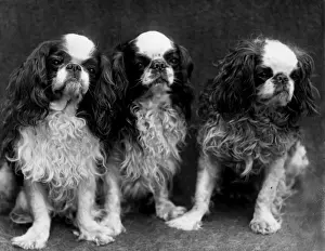 Blenheim King Charles Spaniels Print, 1912