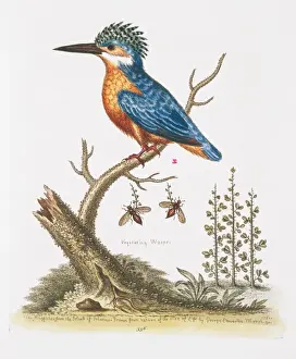 Prints of Plate 336, hand coloured copperplate etching from George Edwards The Gleanings of Natural History, Vol. 3 (1764). Annotated Crested kingfisher E Prints: Hand Coloured Copperplate Etching Print of Crested Kingfisher