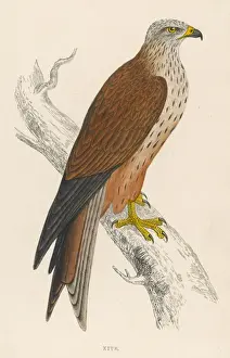 Birds Of Prey Illustration Prints: Kite (Morris)