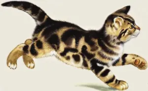 Cat Lover Gift Ideas Prints: Kitten