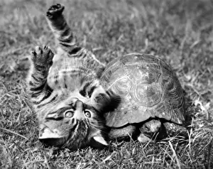 Funny Pet Pictures Prints: Kitten and tortoise