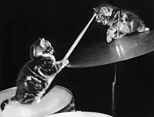 Related Prints: 1950s Print: Two Kittens with a Drumkit