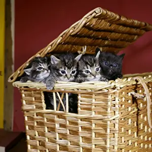 Four kittens inside a basket Print