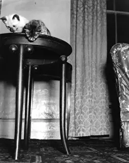 Indoor Cat Photos Prints: Two Kittens on a Table