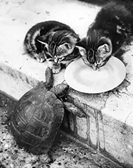 Retro Pet Photography Prints: Kittens and Tortoise