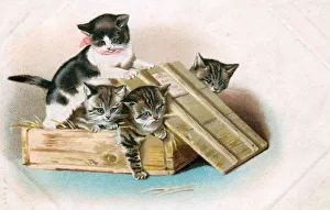 Four kittens in a wooden crate on a greetings postcard Four kittens in a wooden crate on a greetings postcard