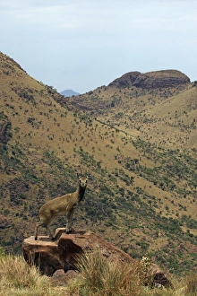 Klipspringer - stand on the tips of their hooves Klipspringer - stand on the tips of their hooves