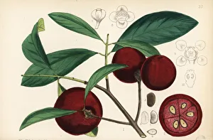 Kokum, amsool or brindall, Garcinia indica Kokum, amsool or brindall, Garcinia indica