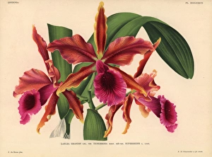 Laelia grandis var Tenebrosa sub-var superbiens orchid Laelia grandis var Tenebrosa sub-var superbiens orchid