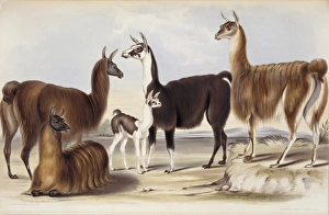 Lama glama, llama Lama glama, llama