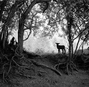 Prints of A Lamb in a Worcestershire Wood. Photograph by Norman Synge Waller Budd Worcestershire Prints: A Lamb in a Worcestershire Wood Print