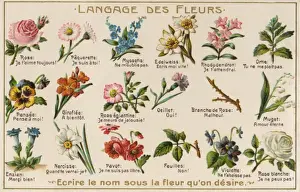 The Language of Flowers Print, circa 1908